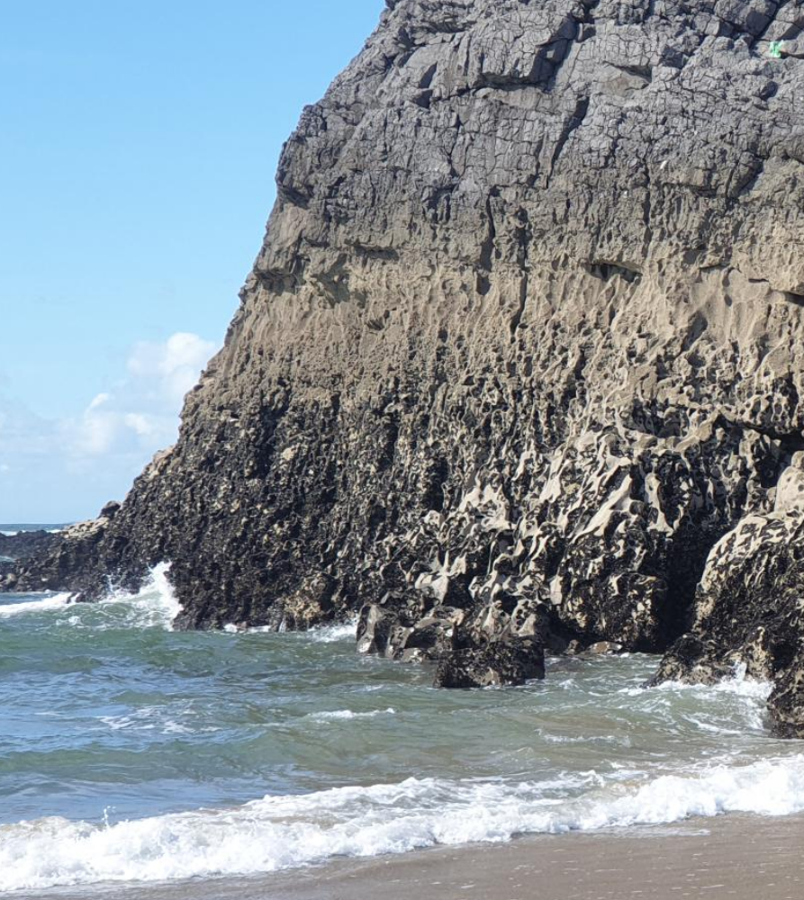 Artificial rockpools successfully attract sea creatures