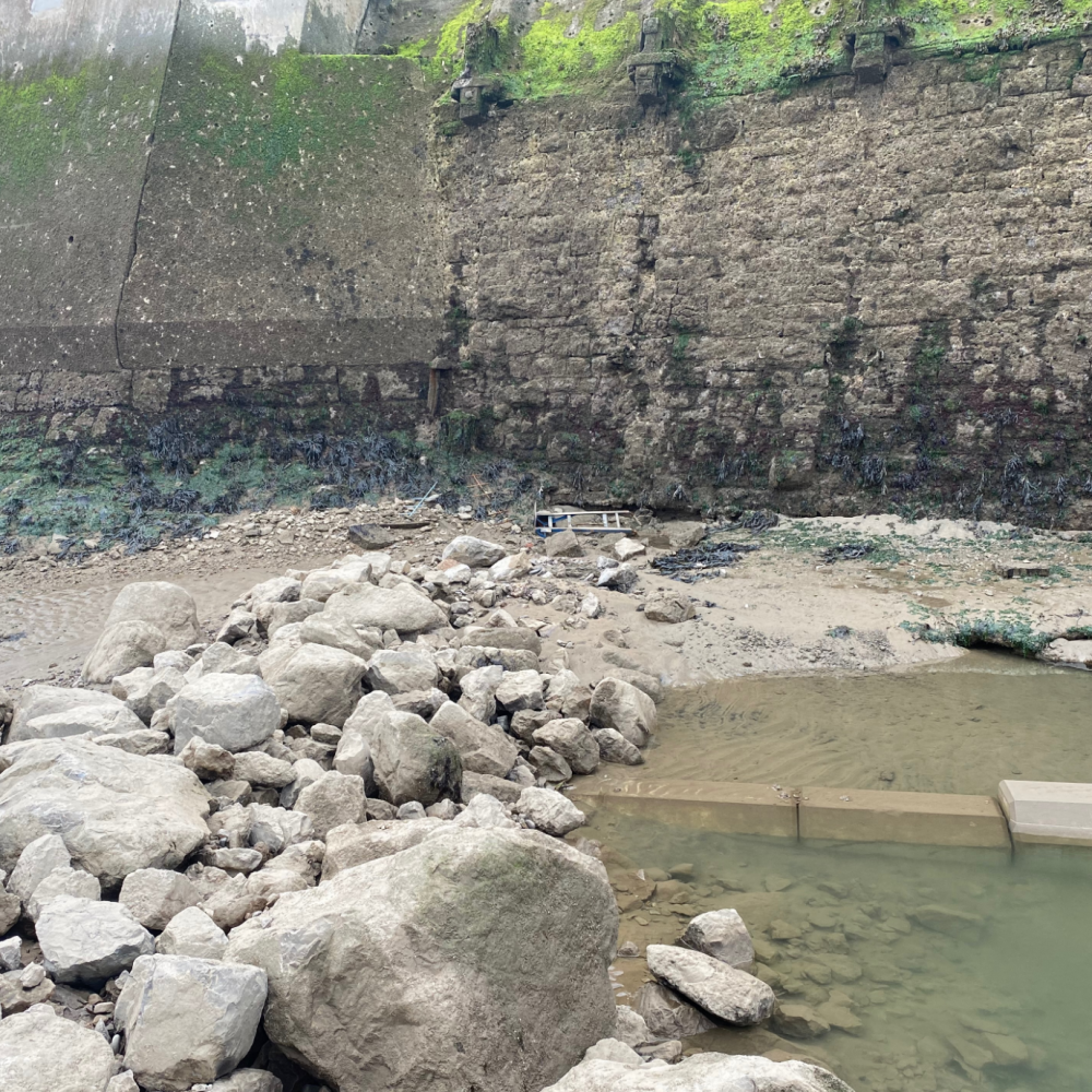 The fight to save shoreline habitats from rising tides