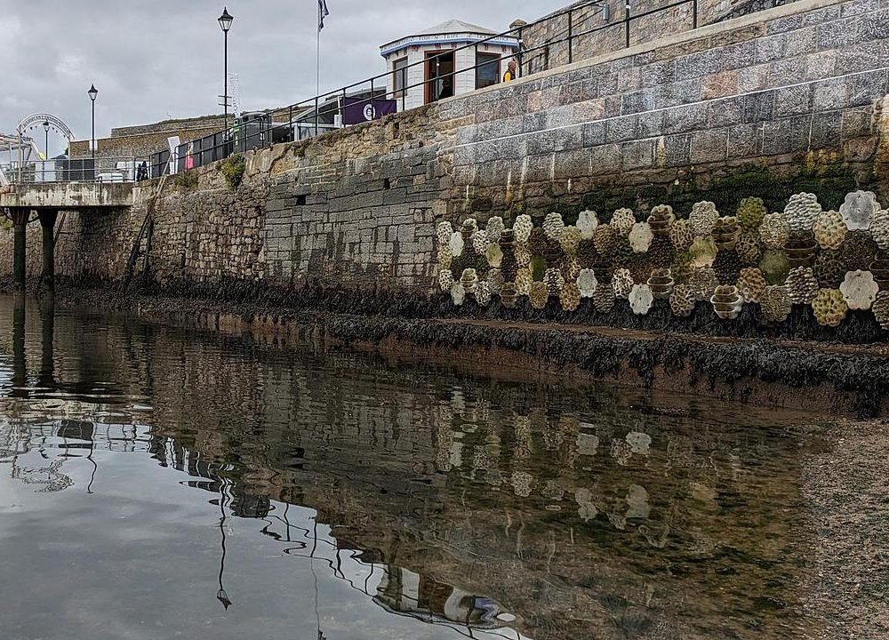 Living seawall and the coastline of Plymouth Sound